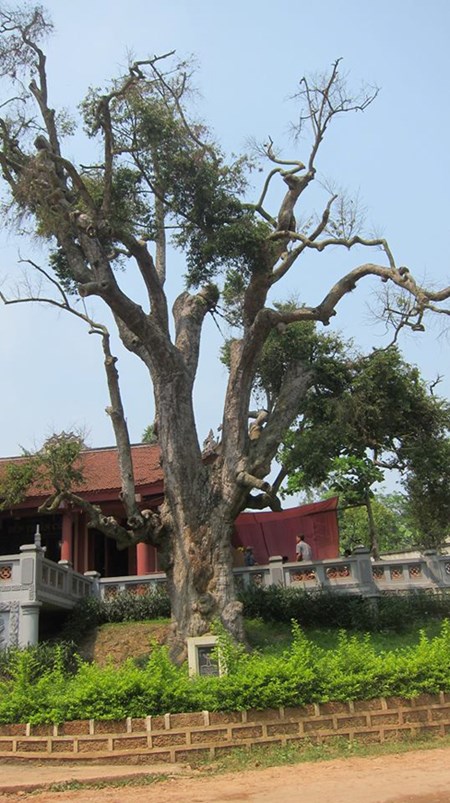 "Cụ[-]cây”[-]già[-]nhất[-]Việt[-]Nam[-]kêu[-]cứu